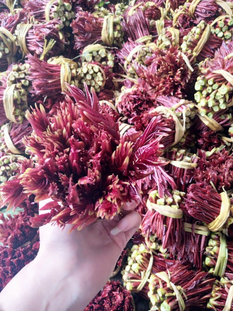 二郎红香椿芽，精品香椿芽，支持电商代发！