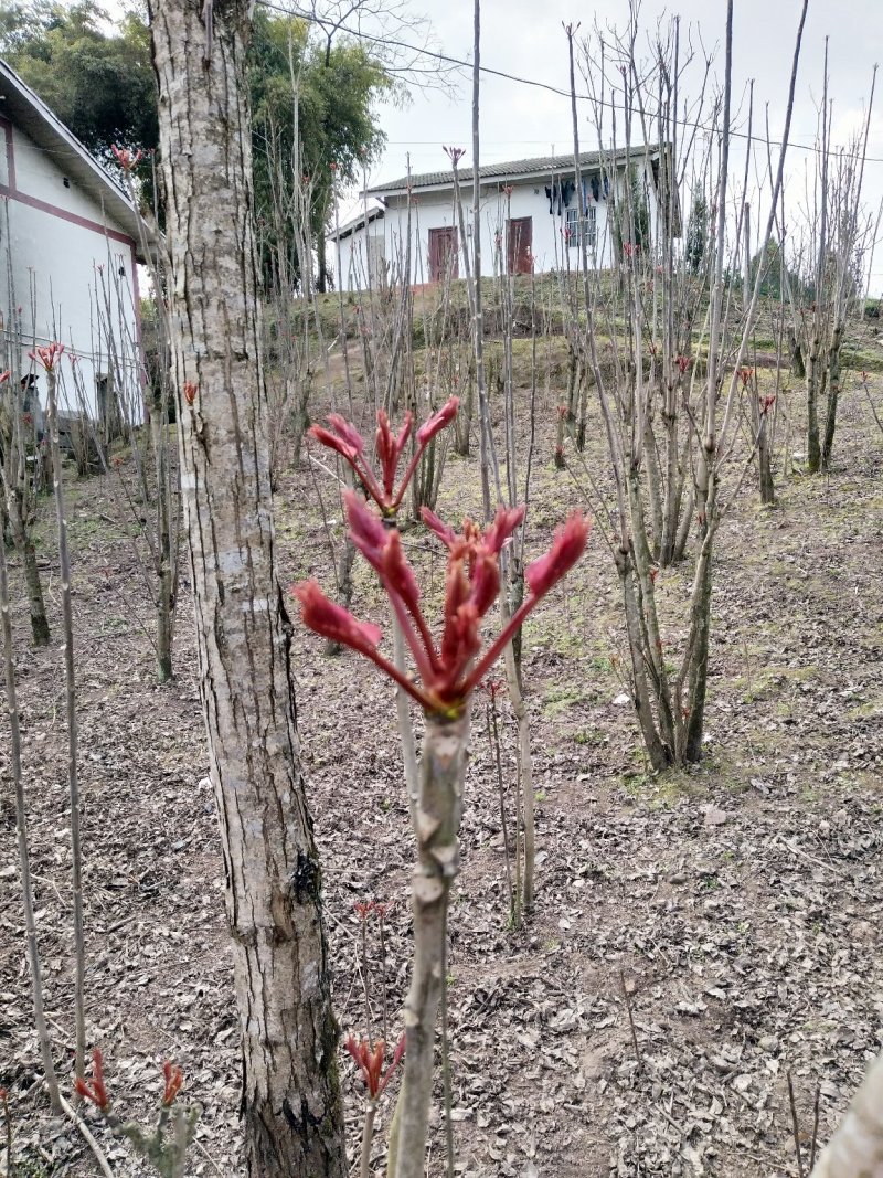 二郎红香椿芽，精品香椿芽，支持电商代发！