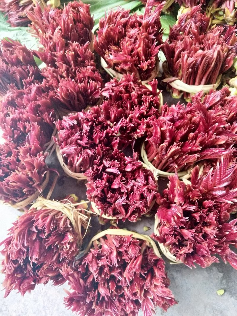 二郎红香椿芽，精品香椿芽，支持电商代发！