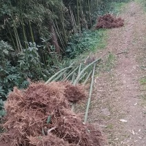 四川竹苗雷竹苗大量供应常年供货欢迎咨询采购