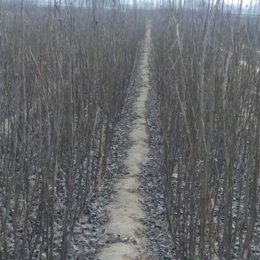 大量供应梨树苗苹果苗桃树苗