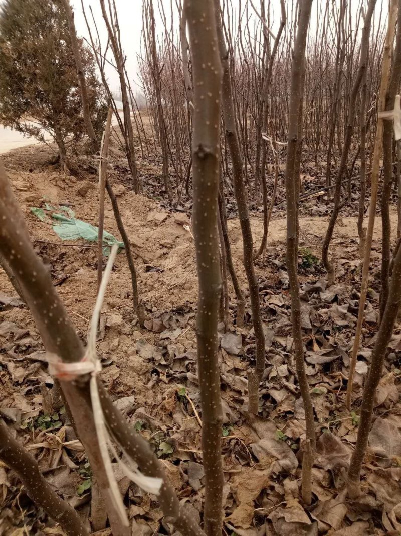 大量供应梨树苗苹果苗桃树苗