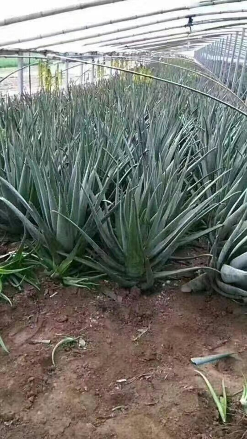 芦荟苗