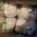 女娲A货金针菇特价80/件，40斤净货，，，