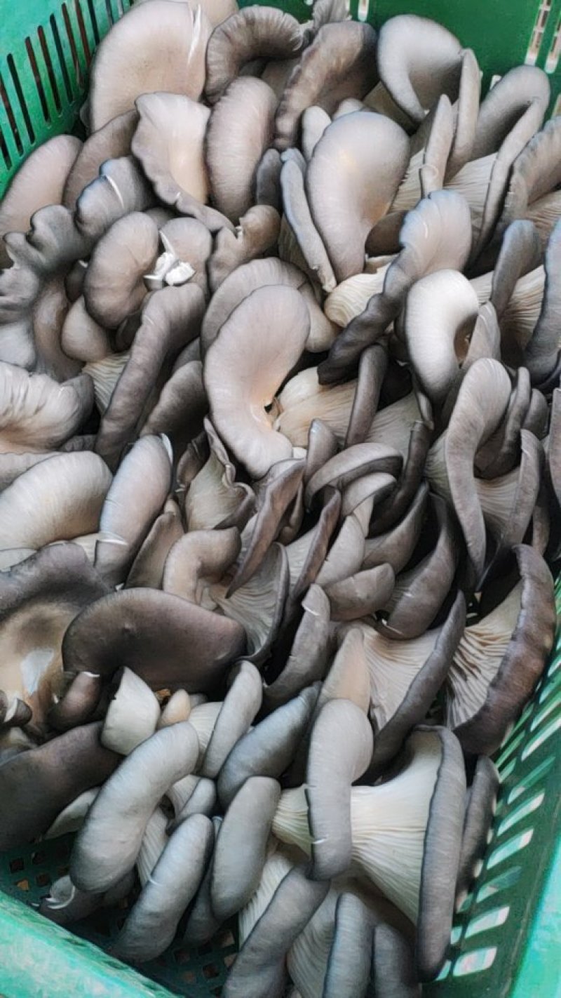 平菇特价