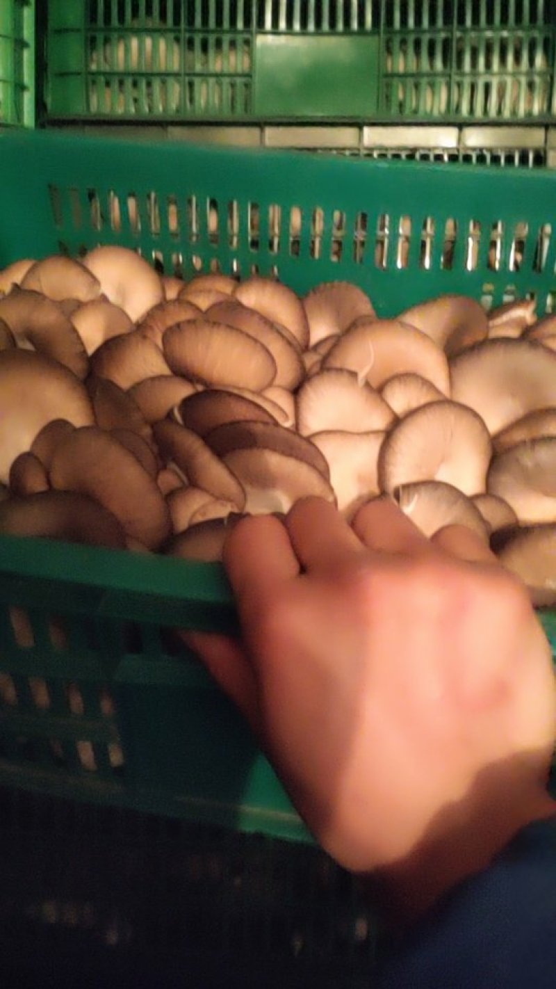 平菇特价