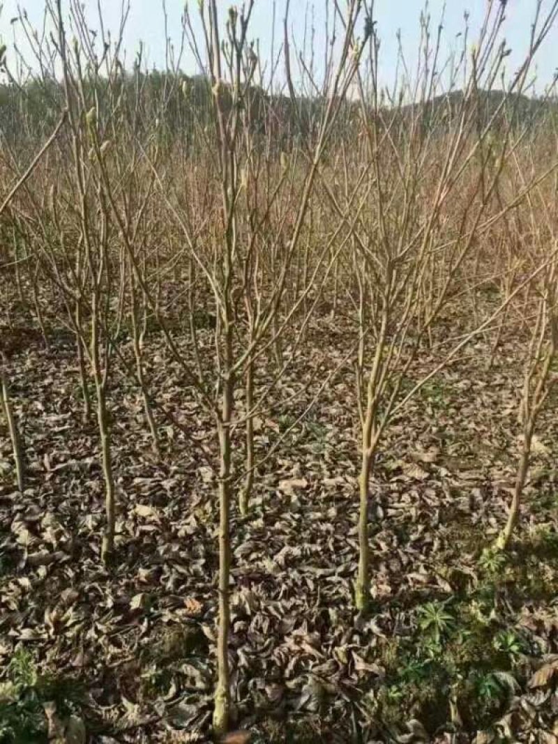 常年批发供应白玉兰树价格优惠，规格有2公分，3公分，