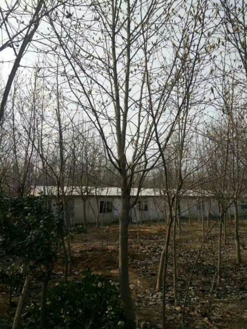 常年批发供应白玉兰树价格优惠，规格有2公分，3公分，