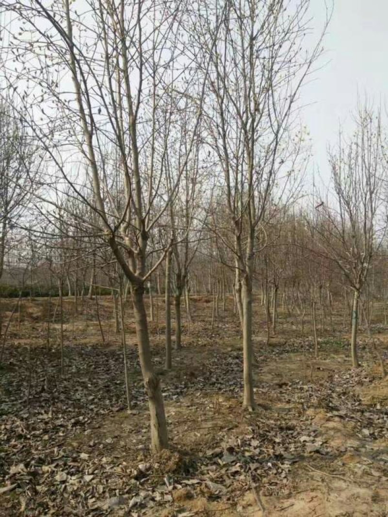 常年批发供应白玉兰树价格优惠，规格有2公分，3公分，