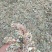 眼科要药密蒙花，羊耳朵花,山上采集，无污染
