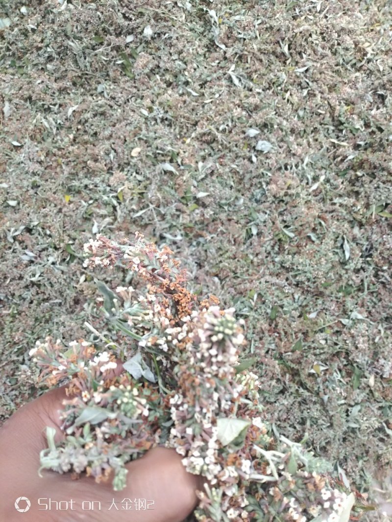 眼科要药密蒙花，羊耳朵花,山上采集，无污染