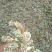眼科要药密蒙花，羊耳朵花,山上采集，无污染