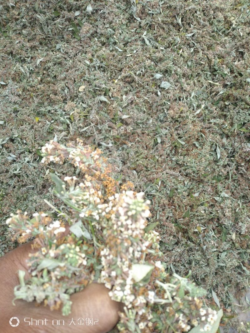 眼科要药密蒙花，羊耳朵花,山上采集，无污染