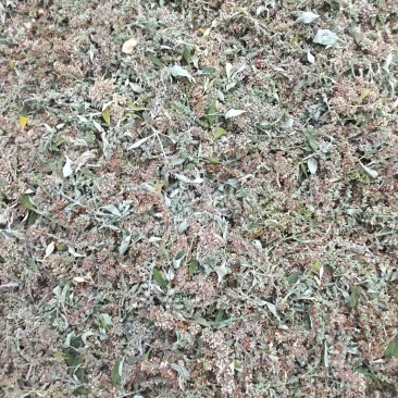 眼科要药密蒙花，羊耳朵花,山上采集，无污染