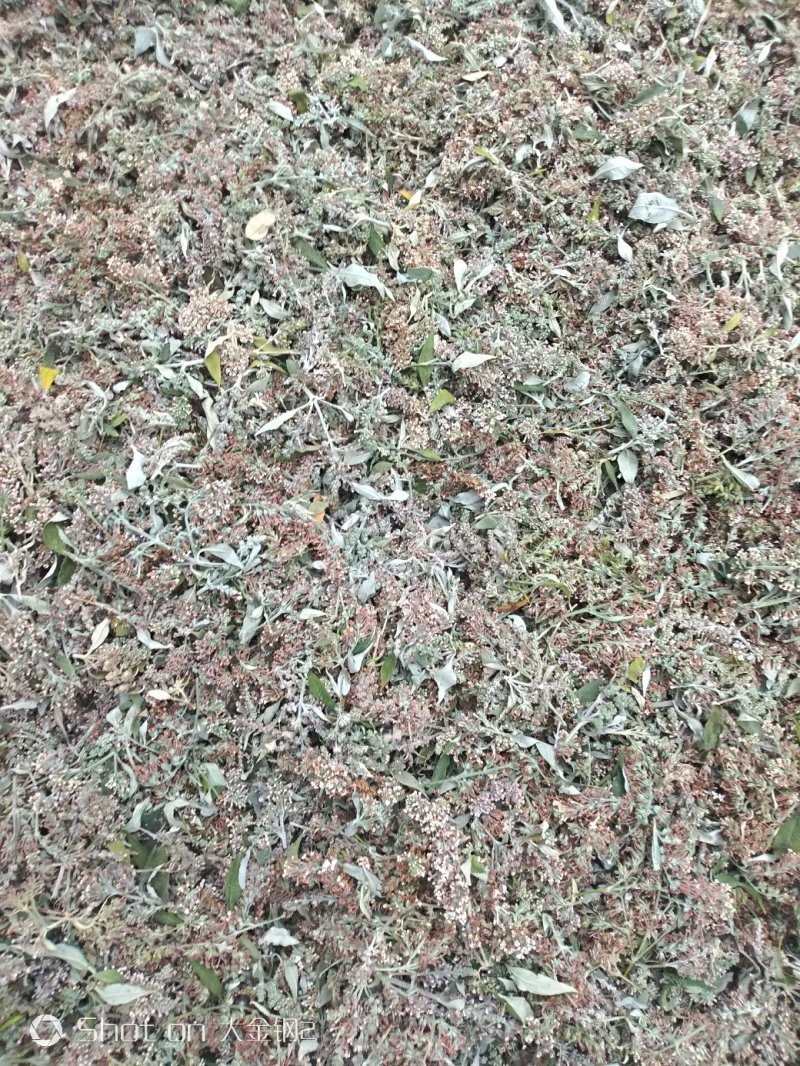 眼科要药密蒙花，羊耳朵花,山上采集，无污染