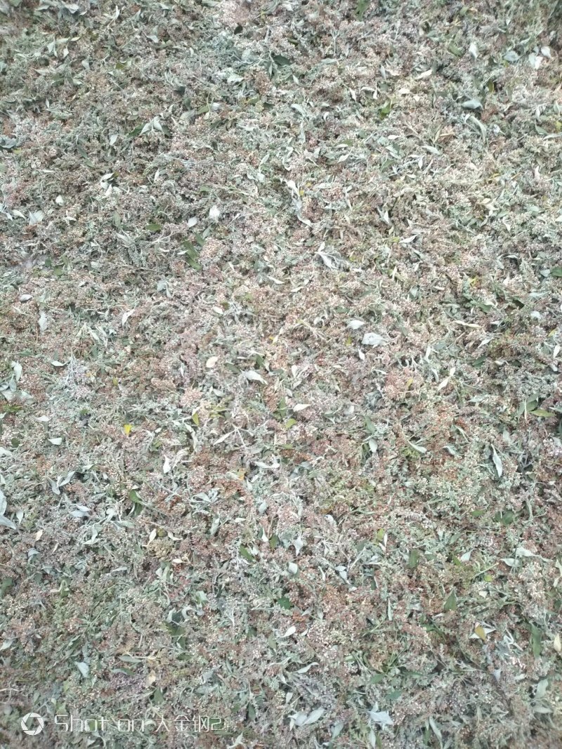 眼科要药密蒙花，羊耳朵花,山上采集，无污染