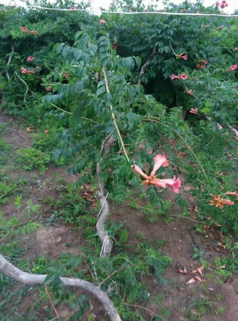 求购凌霄苗木，常年批发供应凌霄花价格优惠