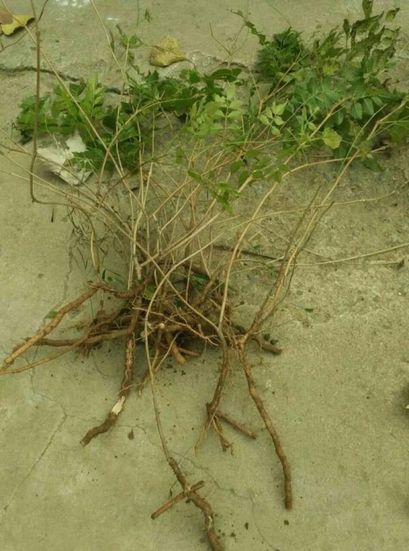 求购凌霄苗木，常年批发供应凌霄花价格优惠