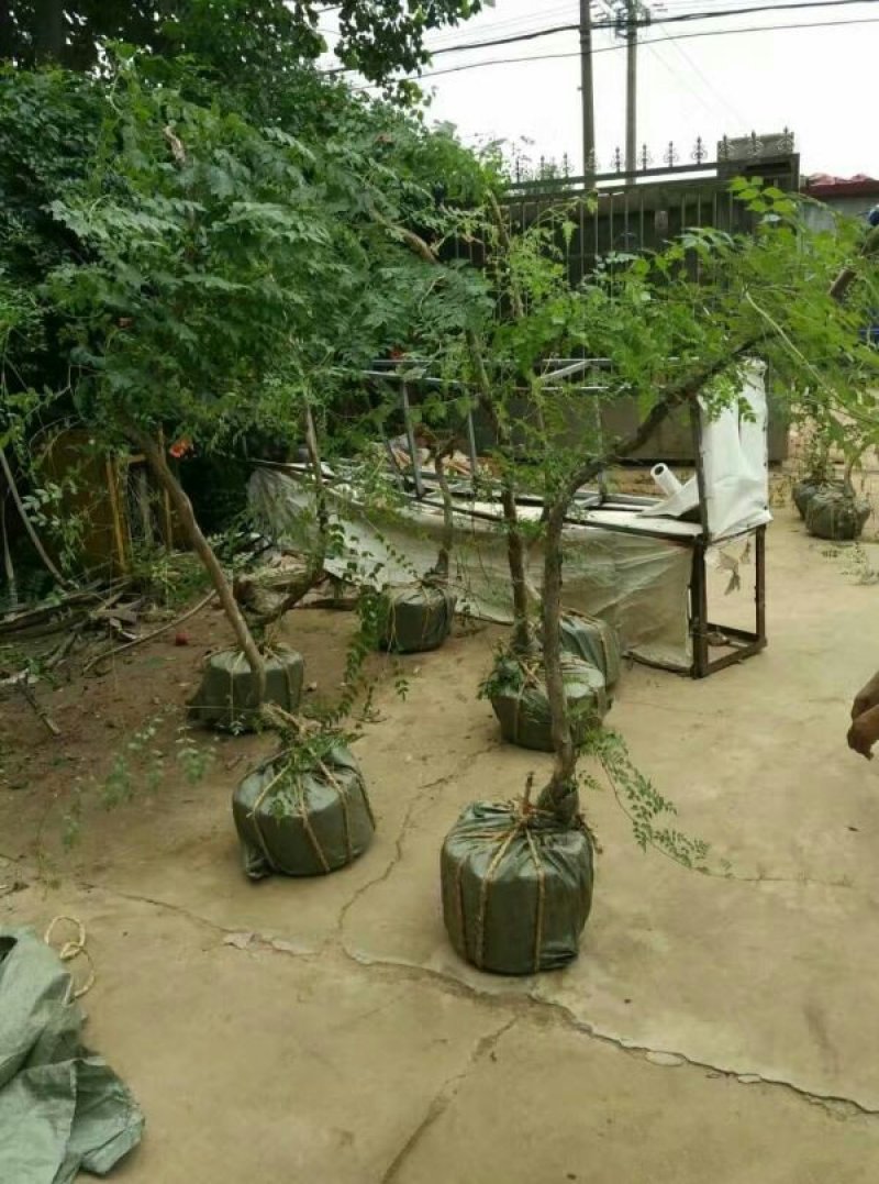 求购凌霄苗木，常年批发供应凌霄花价格优惠