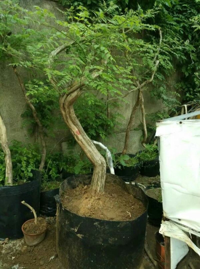 求购凌霄苗木，常年批发供应凌霄花价格优惠