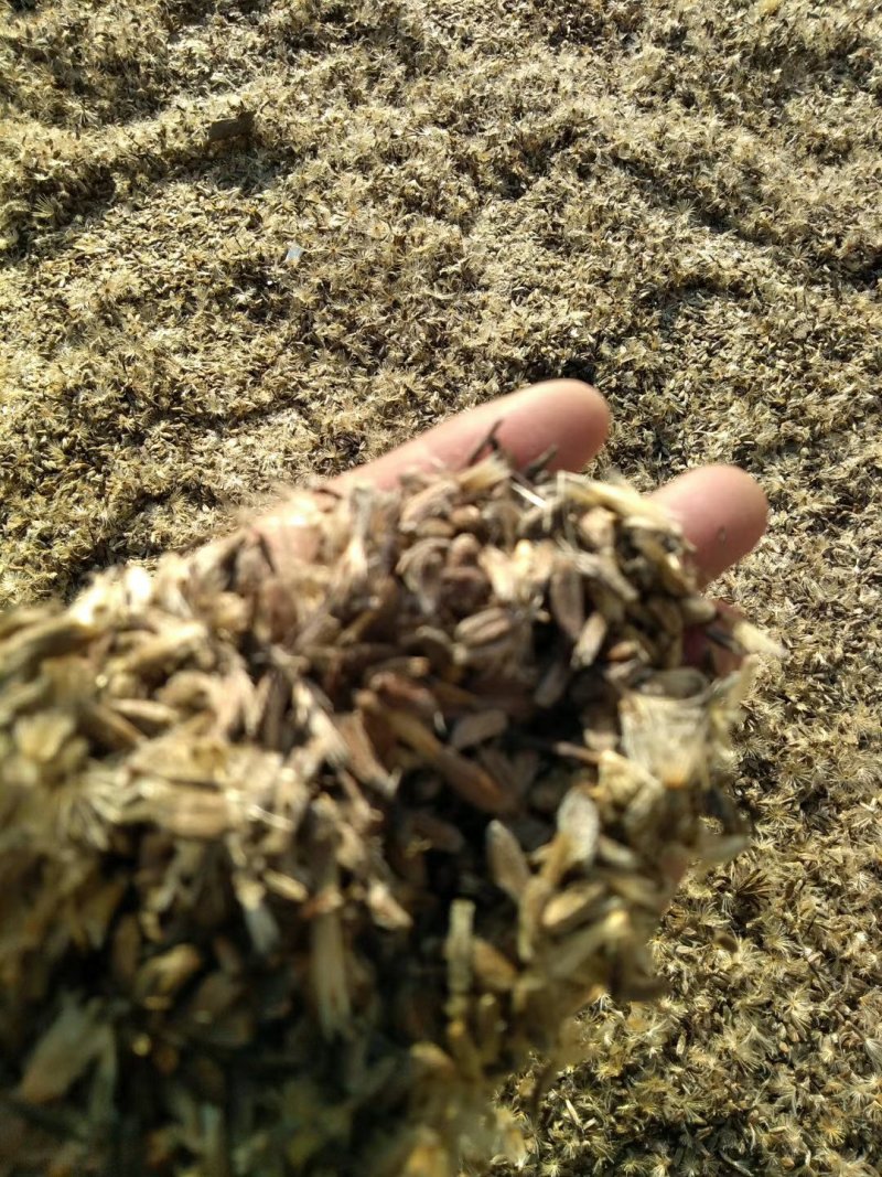 白术一年生种植免费技术指导，包回收成品，