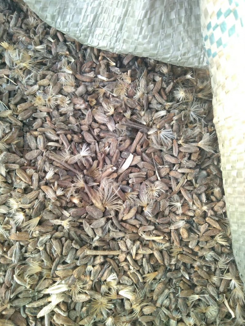 白术一年生种植免费技术指导，包回收成品，