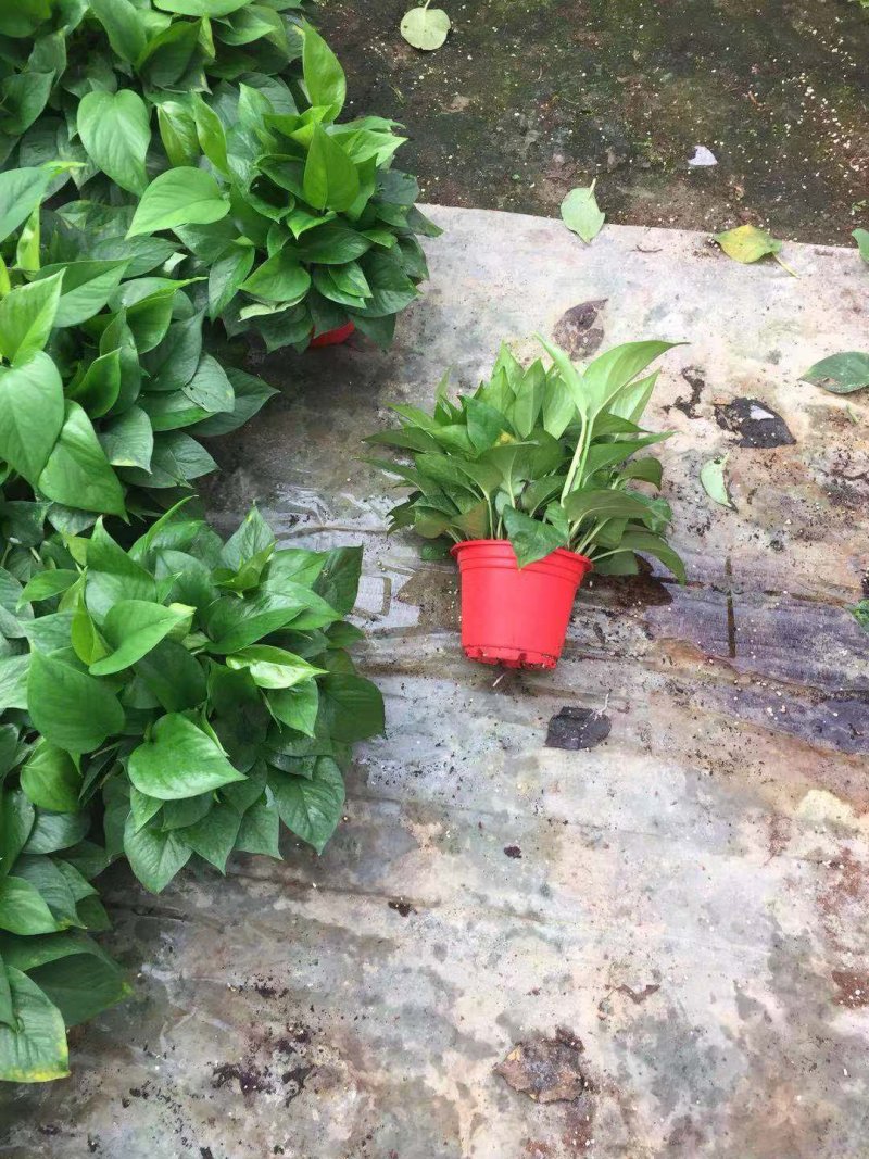 绿萝高红盆