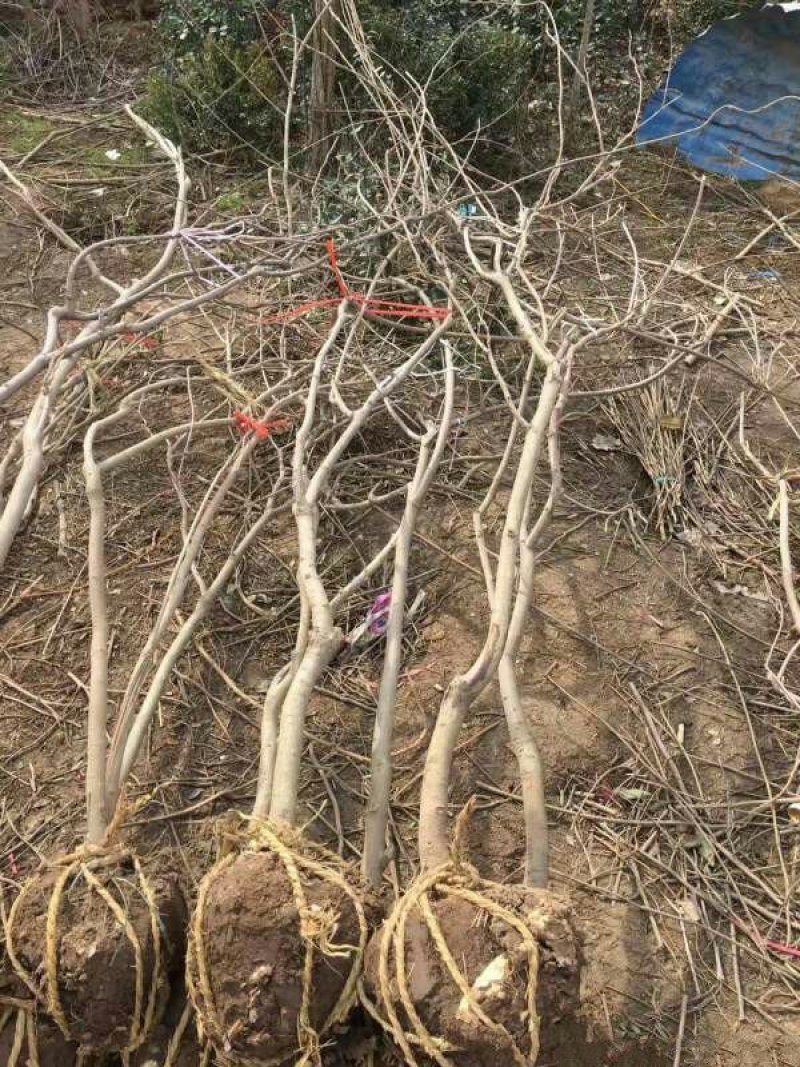 求购紫藤树苗木，常年批发供应紫藤小苗价格优惠