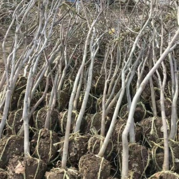 求购紫藤树苗木，常年批发供应紫藤小苗价格优惠