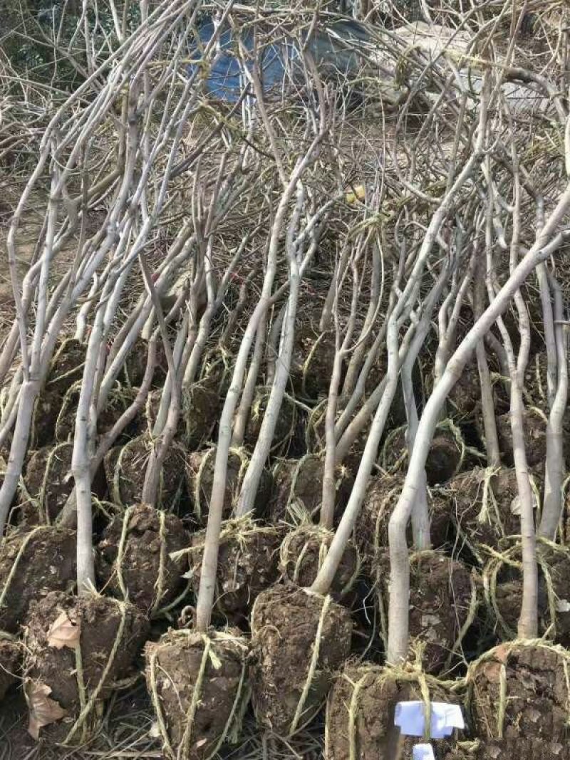 求购紫藤树苗木，常年批发供应紫藤小苗价格优惠