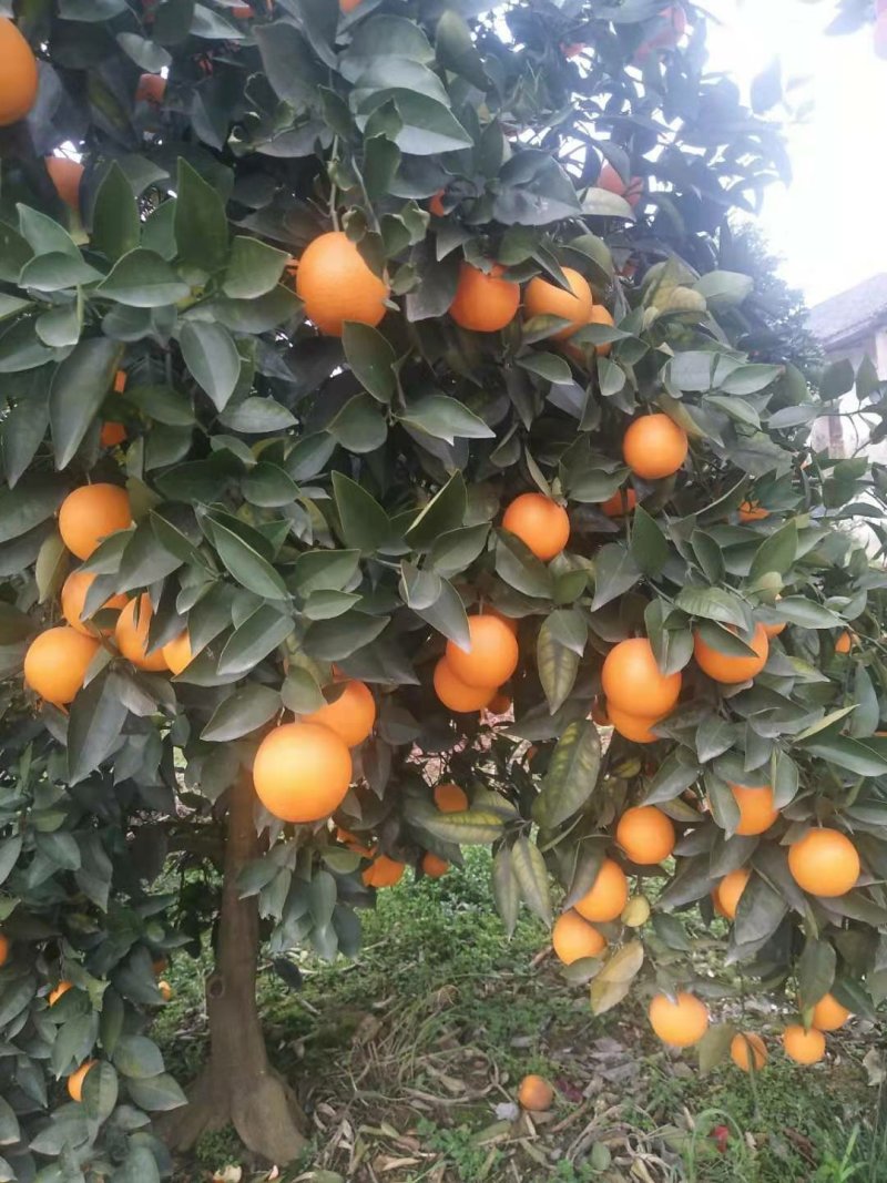 橙子