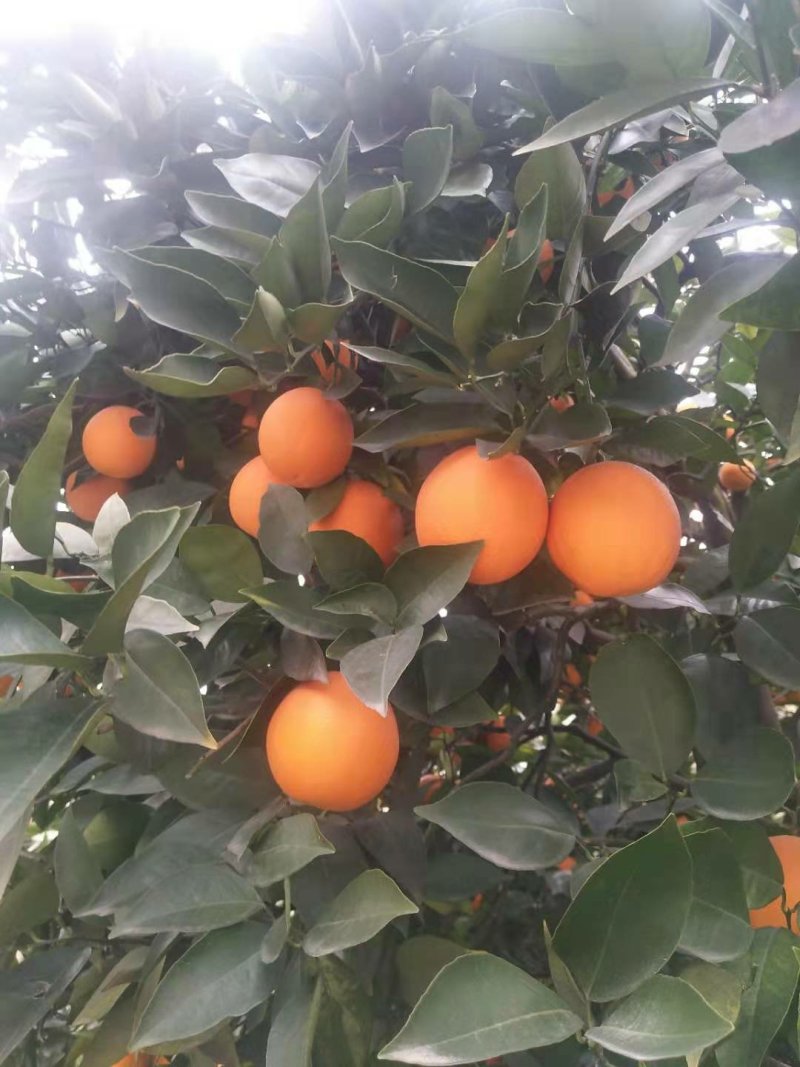 橙子