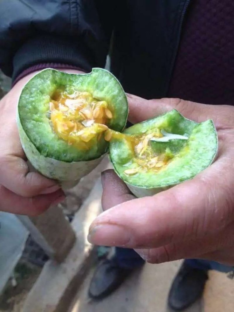 《山东潍坊羊角蜜甜瓜》《羊角脆甜瓜》《山东甜瓜精品甜瓜》