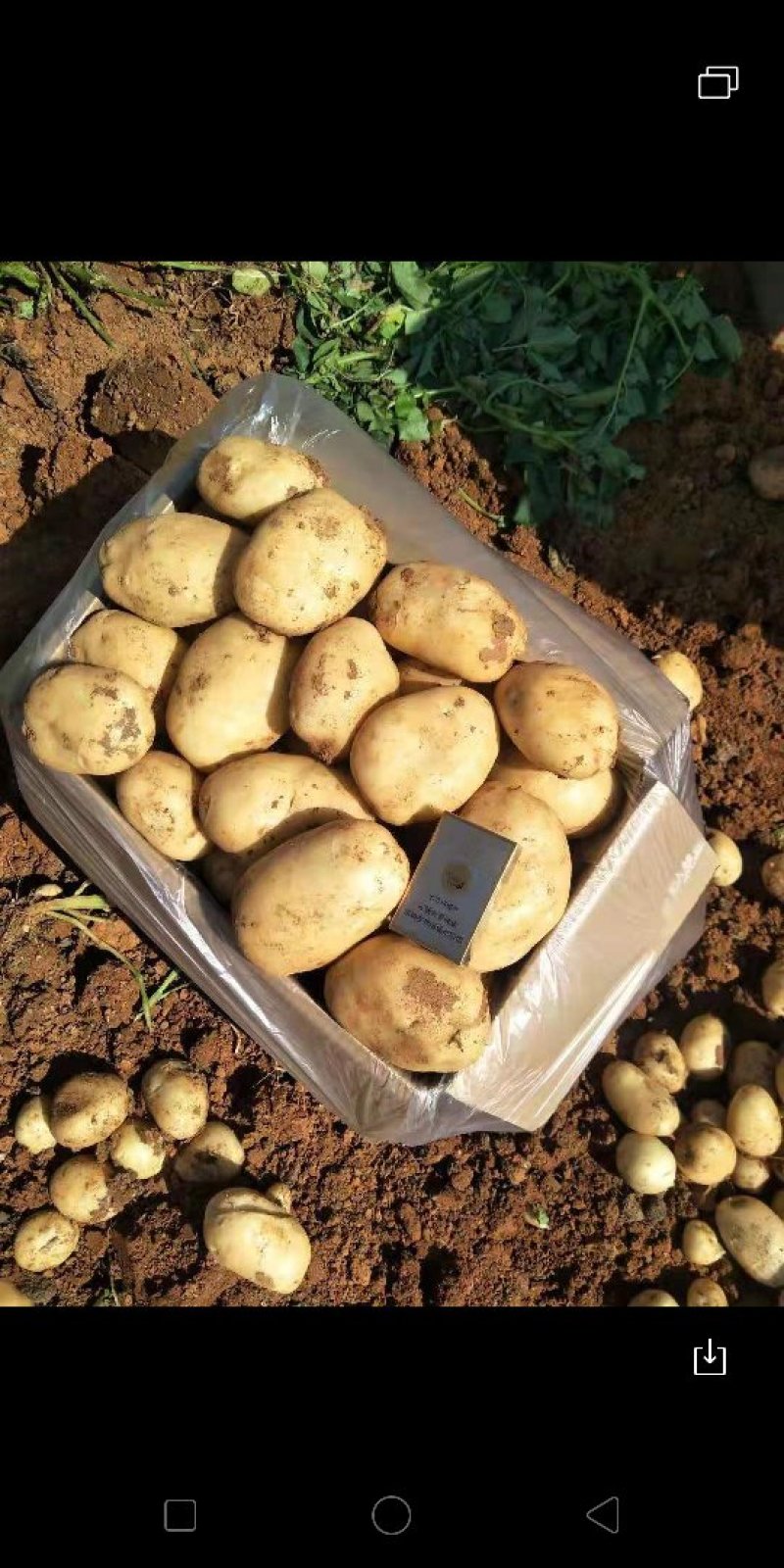 精品丽薯土豆，规格3两起产地直发欢迎咨询