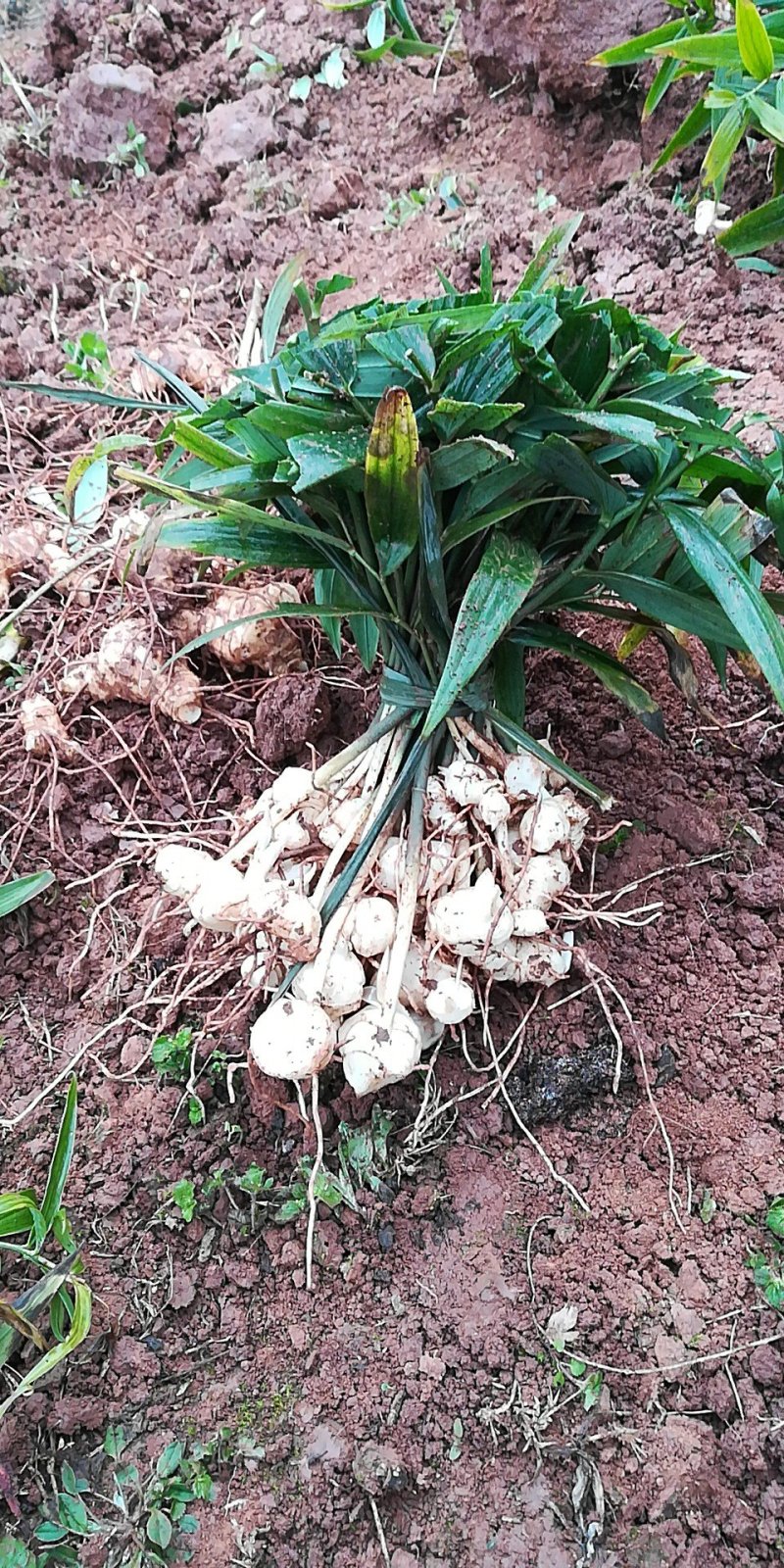 黄精苗子，多花姜型黄精不倒苗品种