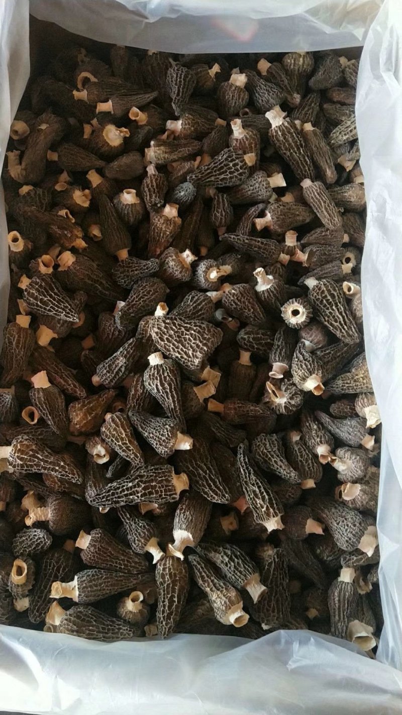 羊肚菌