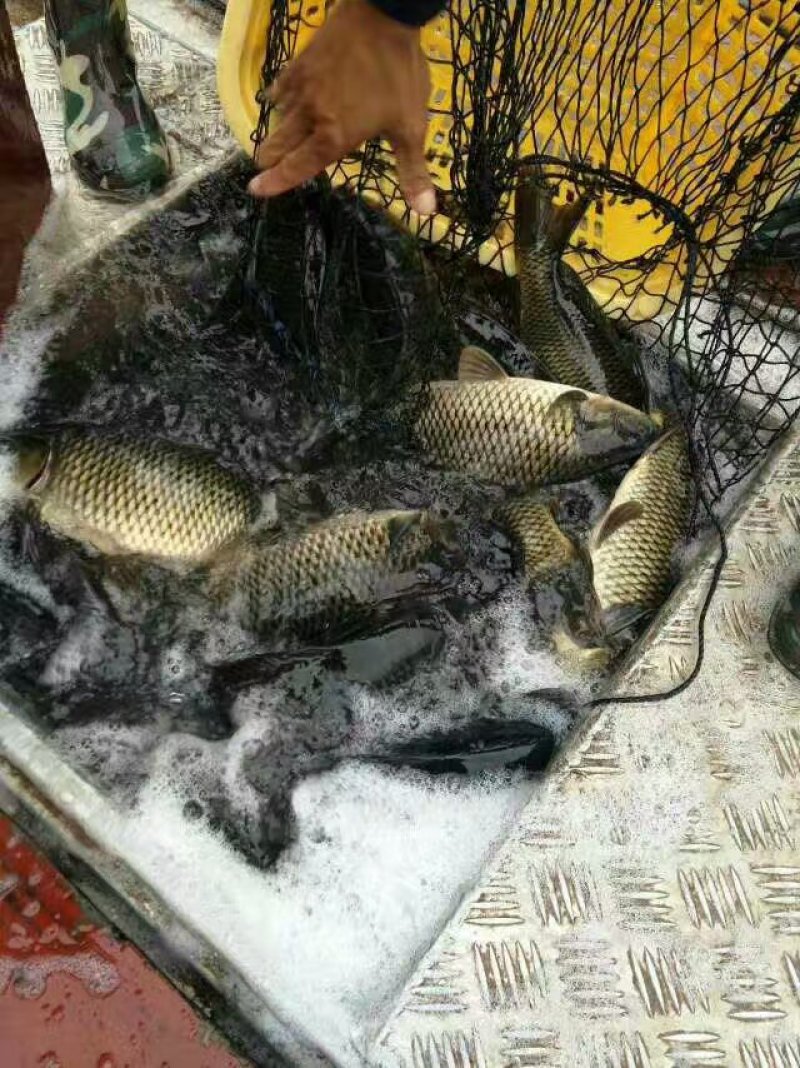 鲫鱼，成品鲫鱼，基地直发，量大可以免费送货。