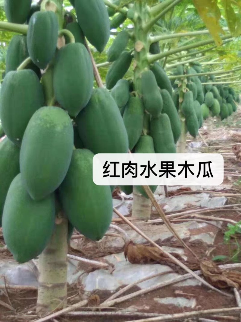红心木瓜苗，黑金刚连雾苗，香蕉苗，红肉菠萝苗
