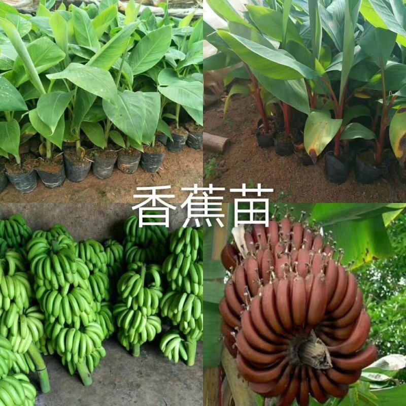 红心木瓜苗，黑金刚连雾苗，香蕉苗，红肉菠萝苗