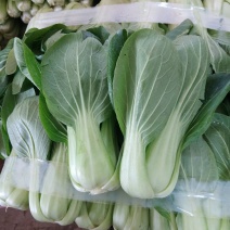 精品小油菜上海青，大量供应，诚信第一
