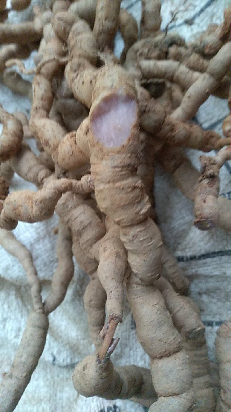 十多年老巴戟，粗皮紫肉