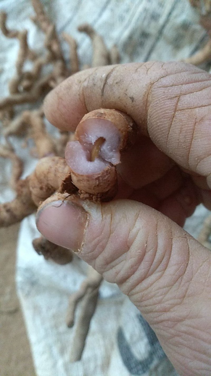 十多年老巴戟，粗皮紫肉