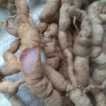 十多年老巴戟，粗皮紫肉