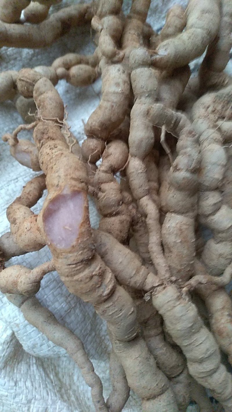 十多年老巴戟，粗皮紫肉