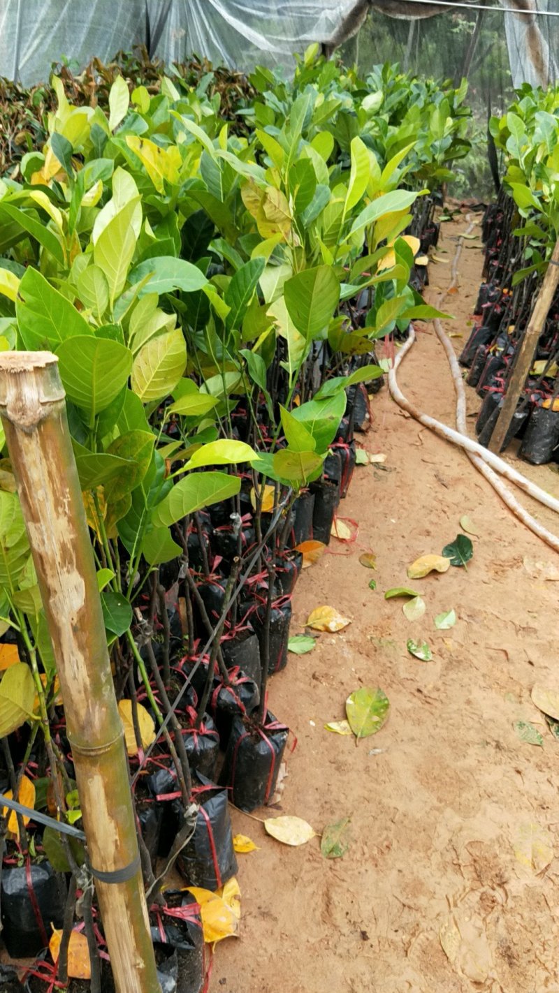 泰国红肉菠萝蜜苗菠萝苗马来西亚一号菠萝蜜苗包邮
