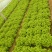 散叶生菜6两~8两可视频或者实地看货种植规模大