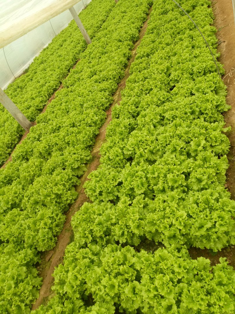 散叶生菜6两~8两可视频或者实地看货种植规模大