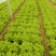 散叶生菜6两~8两可视频或者实地看货种植规模大
