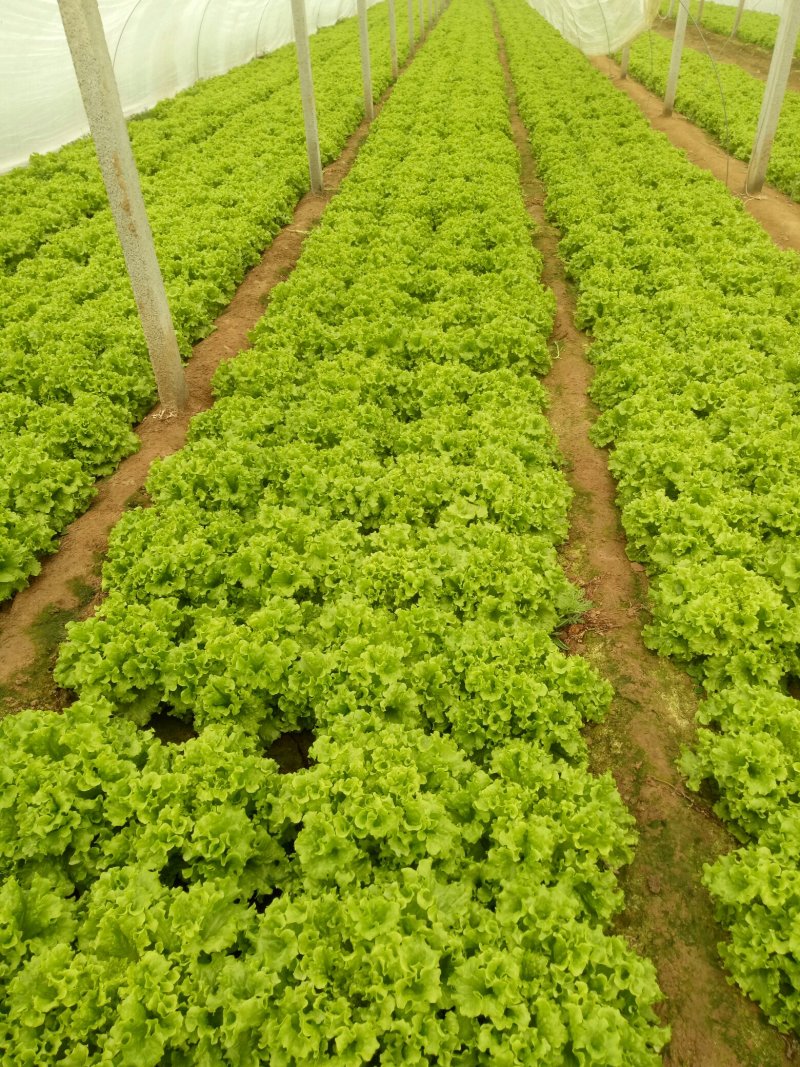 散叶生菜6两~8两可视频或者实地看货种植规模大