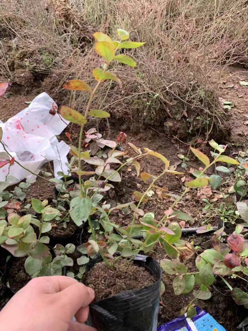 蓝莓苗